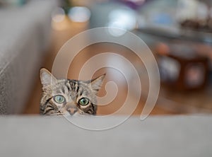 Cute short hair cat looking curious and snooping at home playing hide and seek