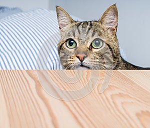 Cute short hair cat looking curious and snooping at home playing hide and seek