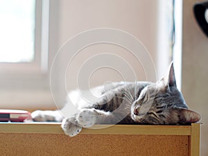 Cute short hair grey with black stripes young asian kitten cat home pet portraits closeup selective focus laying on red brown wood