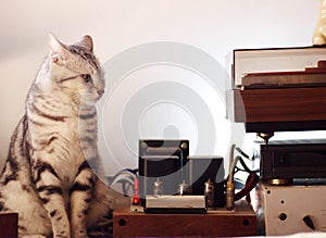 Cute short hair young AMERICAN SHORT HAIR breed kitty grey and black stripes cat sitting by hi-fi devices vintage style tube