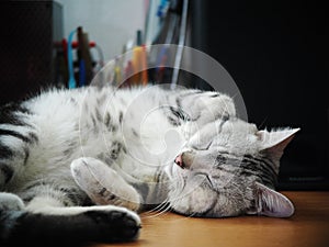 Cute short hair young AMERICAN SHORT HAIR breed kitty grey and black stripes home cat laying lazy on desktop table making