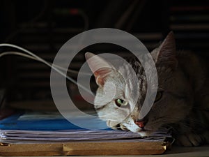 Cute short hair young AMERICAN SHORT HAIR breed kitty grey and black stripes home cat laying lazy on a table looking at came