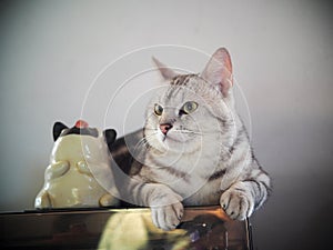 Cute short hair young AMERICAN SHORT HAIR breed kitty grey and black stripes home cat laying on old record player turntable cover