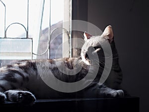 Cute short hair young AMERICAN SHORT HAIR breed kitty grey and black stripes home cat relaxing in bed room sleepy unhappy mood