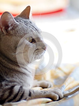 Cute short hair young AMERICAN SHORT HAIR breed kitty grey and black stripes home cat relaxing in bedroom sleepy face closeup sele