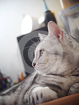 Cute short hair young AMERICAN SHORT HAIR breed kitty grey and black stripes home cat relaxing in bedroom sleepy face closeup sele