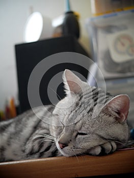 Cute short hair young AMERICAN SHORT HAIR breed kitty grey and black stripes home cat relaxing in bedroom sleepy face closeup sele