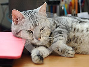 Cute short hair young AMERICAN SHORT HAIR breed kitty grey and black stripes home cat relaxing on desktop table using a