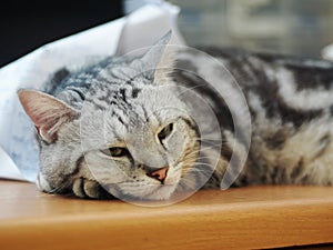 Cute short hair young AMERICAN SHORT HAIR breed kitty grey and black stripes home cat relaxing sleeping on workplace desktop