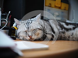 Cute short hair young AMERICAN SHORT HAIR breed kitty grey and black stripes home cat relaxing sleeping on workplace desktop