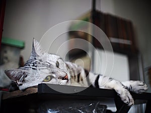 Cute short hair young AMERICAN SHORT HAIR breed kitty grey and black stripes home cat relaxing on table top