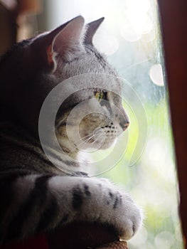 Cute short hair young AMERICAN SHORT HAIR breed kitty grey and black stripes home cat relaxing on table top