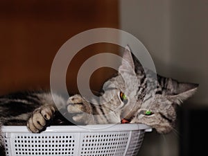 Cute short hair young AMERICAN SHORT HAIR breed kitty grey and black stripes home cat relaxing in white basket