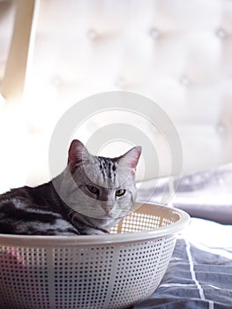 Cute short hair young AMERICAN SHORT HAIR breed kitty grey and black stripes home cat relaxing in white basket