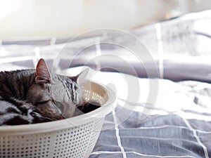 Cute short hair young AMERICAN SHORT HAIR breed kitty grey and black stripes home cat relaxing in white basket