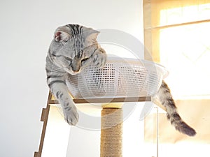 Cute short hair young AMERICAN SHORT HAIR breed kitty grey and black stripes home cat relaxing in white basket