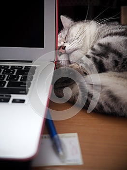 Cute short hair young AMERICAN SHORT HAIR breed kitty grey and black stripes home cat relaxing on workplace desktop table using a