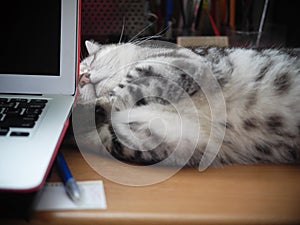 Cute short hair young AMERICAN SHORT HAIR breed kitty grey and black stripes home cat relaxing on workplace desktop table using a