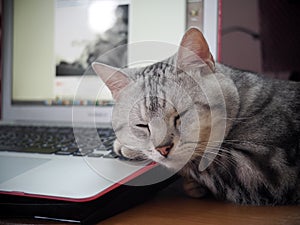 Cute short hair young AMERICAN SHORT HAIR breed kitty grey and black stripes home cat relaxing on workplace desktop table using a