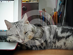 Cute short hair young AMERICAN SHORT HAIR breed kitty grey and black stripes home cat relaxing on workplace desktop using a