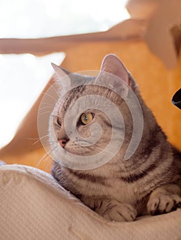 Cute short hair young AMERICAN SHORT HAIR breed kitty grey and black stripes home cat sleeping in a bedroom on a white pillow with