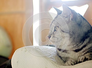 Cute short hair young AMERICAN SHORT HAIR breed kitty grey and black stripes home cat sleeping in a bedroom on a white pillow with