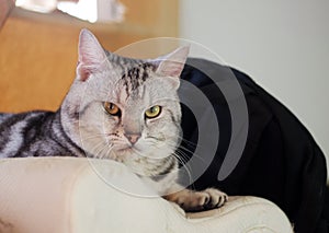 Cute short hair young AMERICAN SHORT HAIR breed kitty grey and black stripes home cat sleeping in a bedroom on a white pillow with