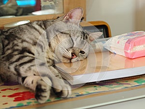 Cute short hair young AMERICAN SHORT HAIR breed kitty grey and black stripes home cat sleeping in a table using a report book as p