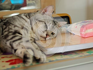 Cute short hair young AMERICAN SHORT HAIR breed kitty grey and black stripes home cat sleeping in a table using a report book as p