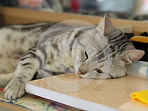 Cute short hair young AMERICAN SHORT HAIR breed kitty grey and black stripes home cat sleeping in a table using a report book as p