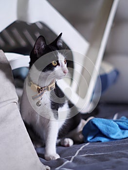 Cute short hair young asian female kitten black and white home cat relaxing lazy in bed room portrait shot selective focus blur ho