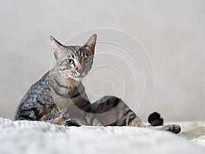 Cute short hair young asian kitten grey and black stripes home cat relaxing lazy on a bed portrait