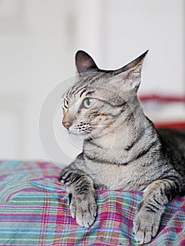 Cute short hair young asian kitten grey and black stripes home cat relaxing lazy on a bed portrait shot