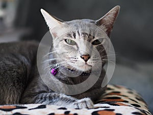 Cute short hair young asian kitten grey and black stripes home cat relaxing lazy on a leopard pattern pillow