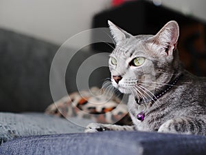 Cute short hair young asian kitten grey and black stripes home cat relaxing lazy portrait shot