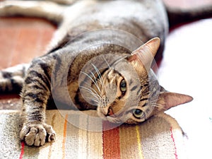 Cute short hair young asian kitten grey and black stripes home cat relaxing lazy on wooden floor