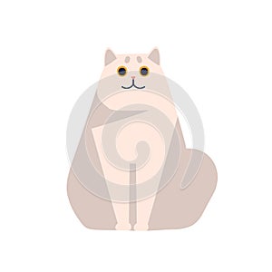 Cute short haired british chinchilla cat breed sitting isolated on white background. Cartoon fat smiling pet posing