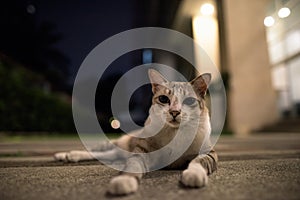 Cute short haired street cat outdoors at night