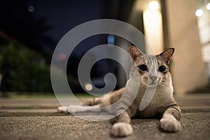 Cute short haired street cat outdoors at night looking around