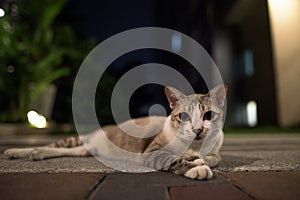 Cute short haired street cat outdoors at night looking at camera