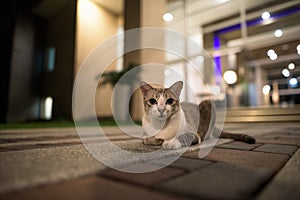 Cute short haired street cat outdoors at night looking at camera