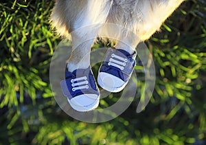 Cute short legged dog shod in sporty blue sneakers lies and stretched out on the green grass on a Sunny spring day