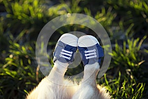 Cute short legged dog shod in sporty blue sneakers lies and stretched out on the green grass on a Sunny spring day