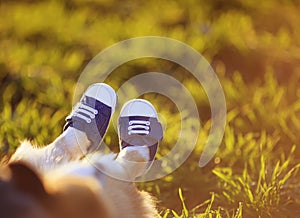 Cute short legs of a dog shod in sporty blue sneakers stretched out against a background of green grass on a Sunny spring day