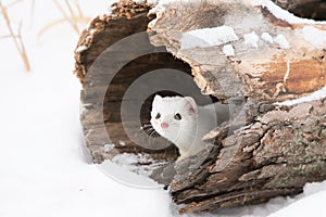 Cute short tailed weasel in snow
