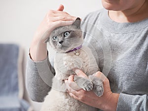 A cute shorthair cat in a woman`s hands shows no interest in being petted on the head. Indoors from a low angle