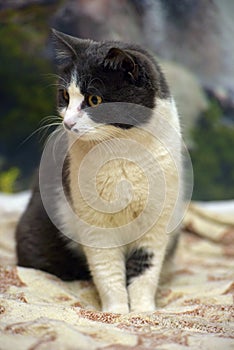 Cute shorthair gray and white cat