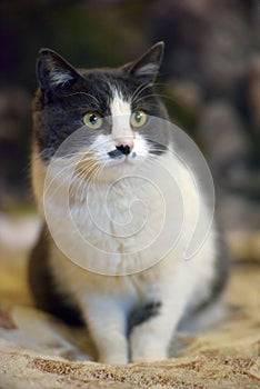 Cute shorthair gray and white cat