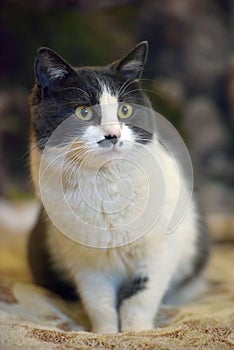 Cute shorthair gray and white cat