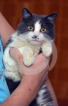 Cute shorthair gray and white cat